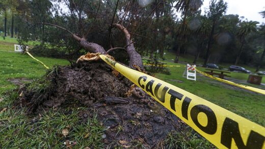 Mississippi tree fallen