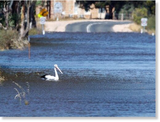 Birds, fish and other wildlife are flourishing after the flooding of South Australia's River Murray.