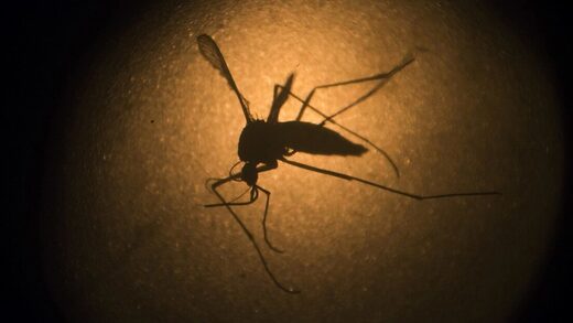 "Un incremento sostenido": reportan cinco muertes y más de 9.000 casos de dengue en Argentina