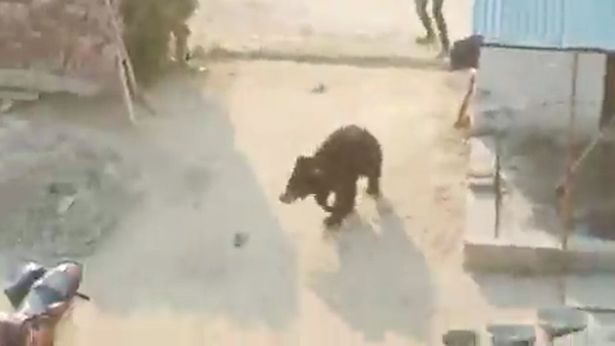 The bear can be seen turning to chase a villager