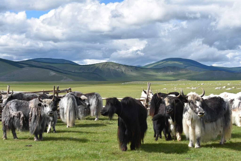 Yaks graze in modern day Mongolia.