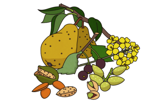 fruit nuts