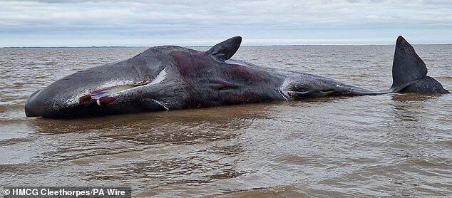 The sperm whale was found near Grimsby, in Lincolnshire, on the east coast of England