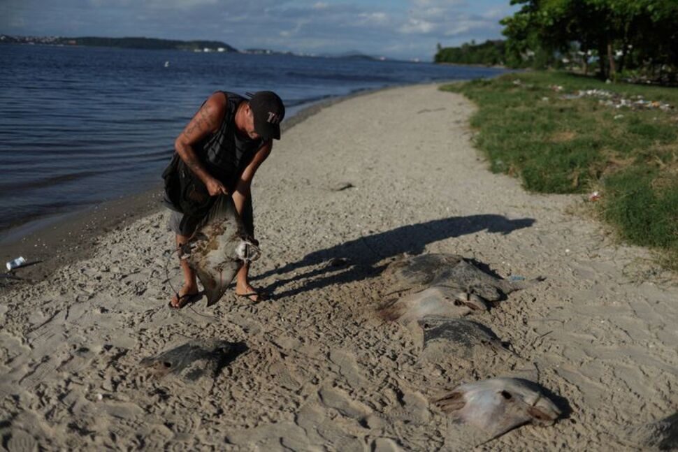 A fisherman holds a dead stingray at Ilha do Fundao, on the banks of the Guanabara Bay,