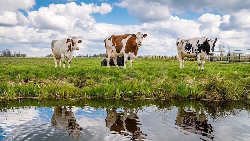 cows grazing methane cattle farming