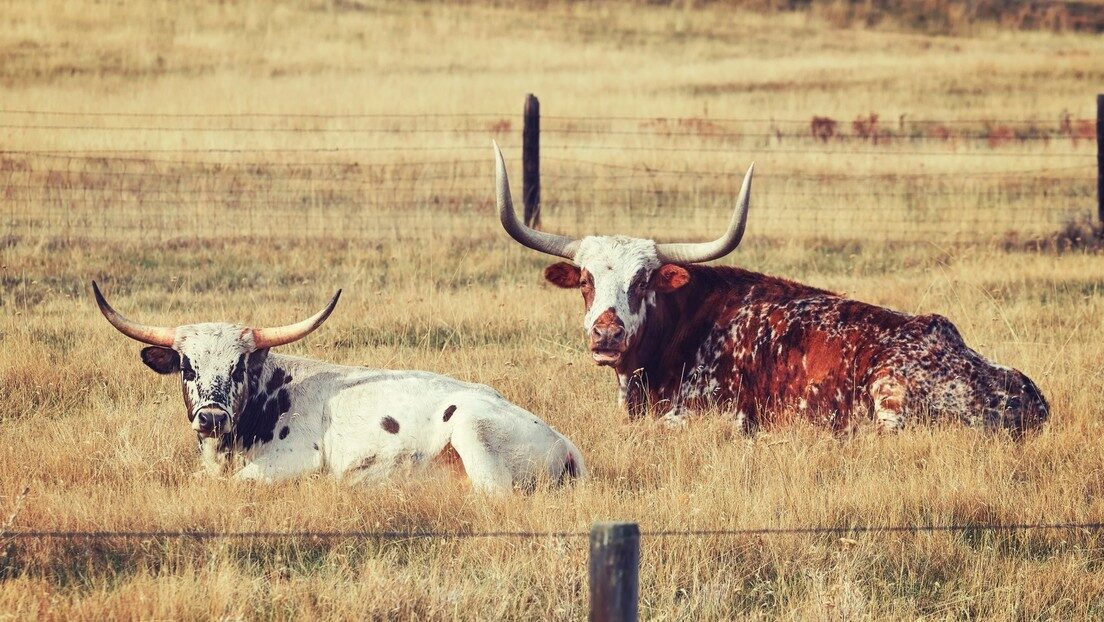 Cabezas ganado vacas