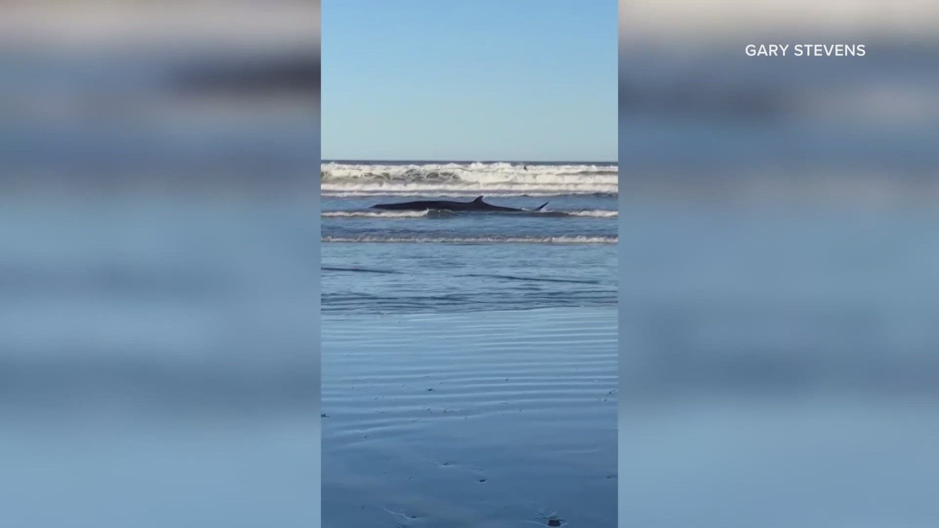 Whale dies after washing ashore at Long Sands Beach