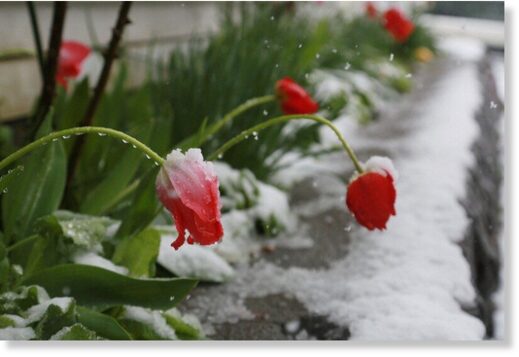 Tulips are seen covered in snow on May 8, 2023, the day after the Golden Week holidays, in Ichinohe, Iwate Prefecture.
