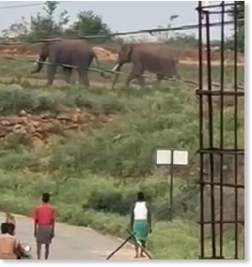The two wild elephants photographed after the deadly attack, at Mallanur near Kuppam in Chittoor district on Friday.