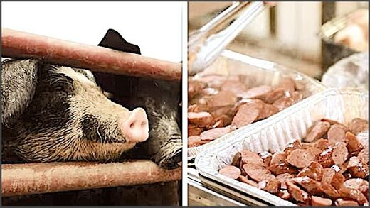 pig/meat