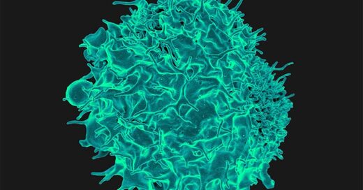 T cell white blood cell immune response tumors