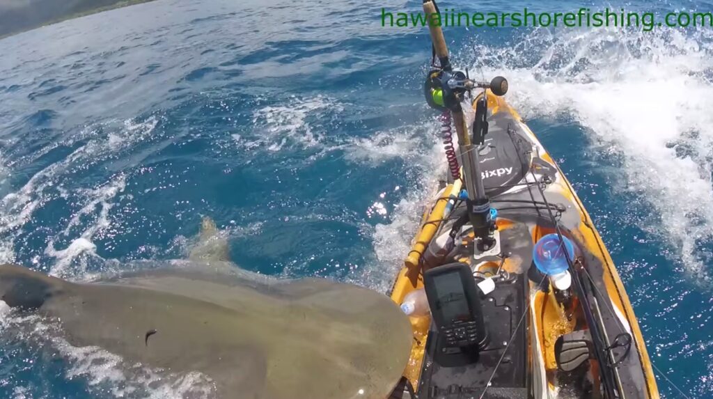 The terrifying moment a huge tiger shark takes a bite out of a fisherman’s kayak off the coast of O’ahu, Hawaii.