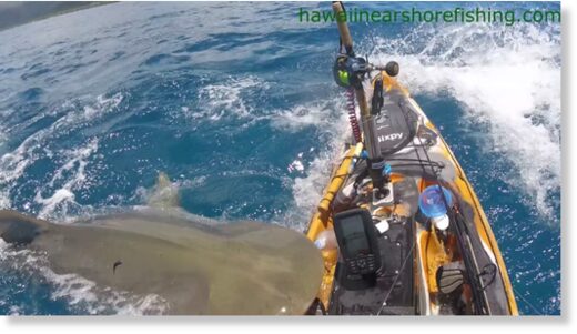 The terrifying moment a huge tiger shark takes a bite out of a fisherman’s kayak off the coast of O’ahu, Hawaii.