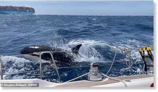Clic para aumentar The orcas let up the chase after an hour but the steering on the boat failed so they headed back to shore