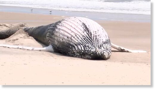 A beached whale washed ashore at Robert Moses State Park on Friday.