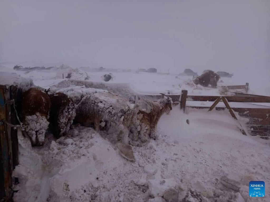 This photo taken on May 20, 2023 shows livestock enduring snow storms in the eastern province of Sukhbaatar, Mongolia.