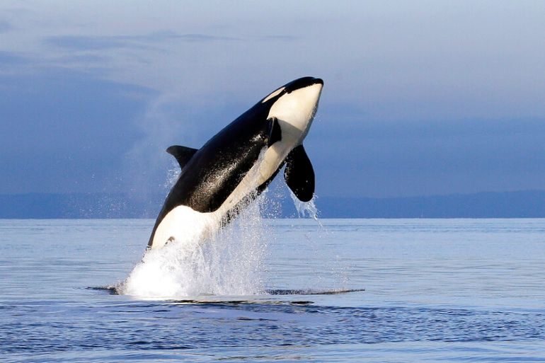 An endangered female orca leaps from the water