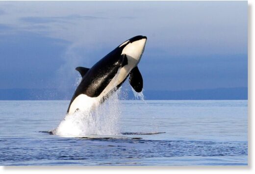 Clic para aumentar An endangered female orca leaps from the water