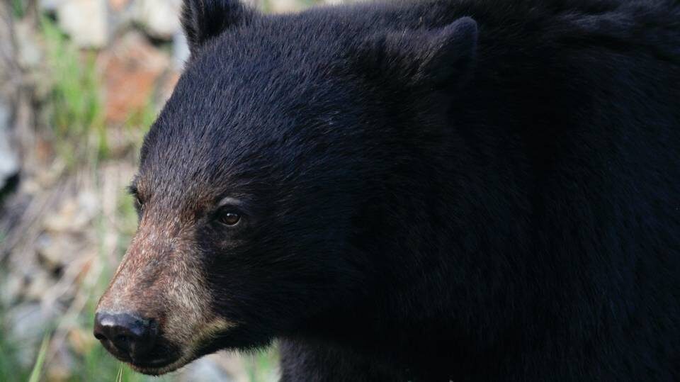 File photo of a black bear. A man was attacked by a bear near his property on May 24 in La Grande, Oregon, wildlife officials said.