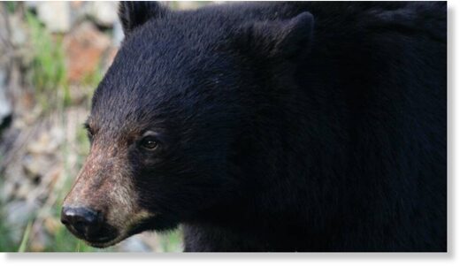 Clic para aumentar File photo of a black bear. A man was attacked by a bear near his property on May 24 in La Grande, Oregon, wildlife officials said.