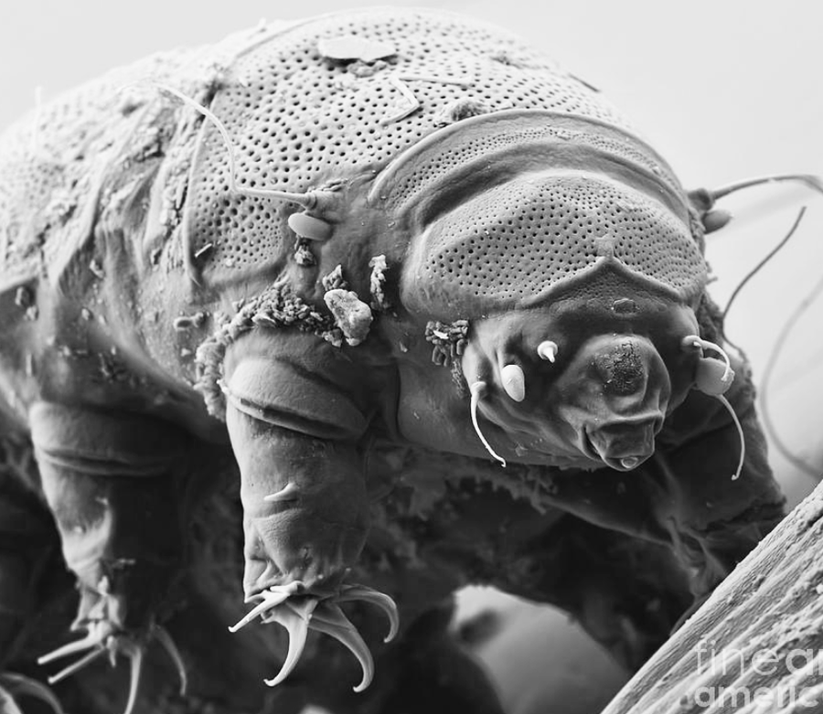 Tardigrade