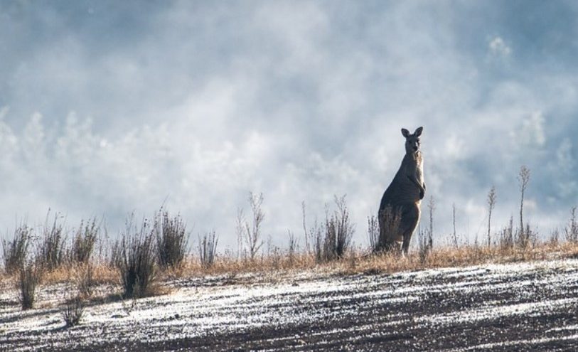 kangaroo australia longer frost seasons