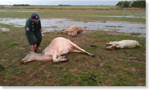 A police officer visits the paddy field where three cows were killed by lightning in Muk Pen village, Muk Pen commune, Puok district in Siem Reap province.