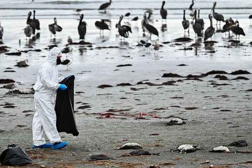 Cormoranes guanay muertos cubrieron una playa en Coquimbo, Chile, pero las autoridades dicen que no parece estar relacionado con un brote de gripe aviar en curso.