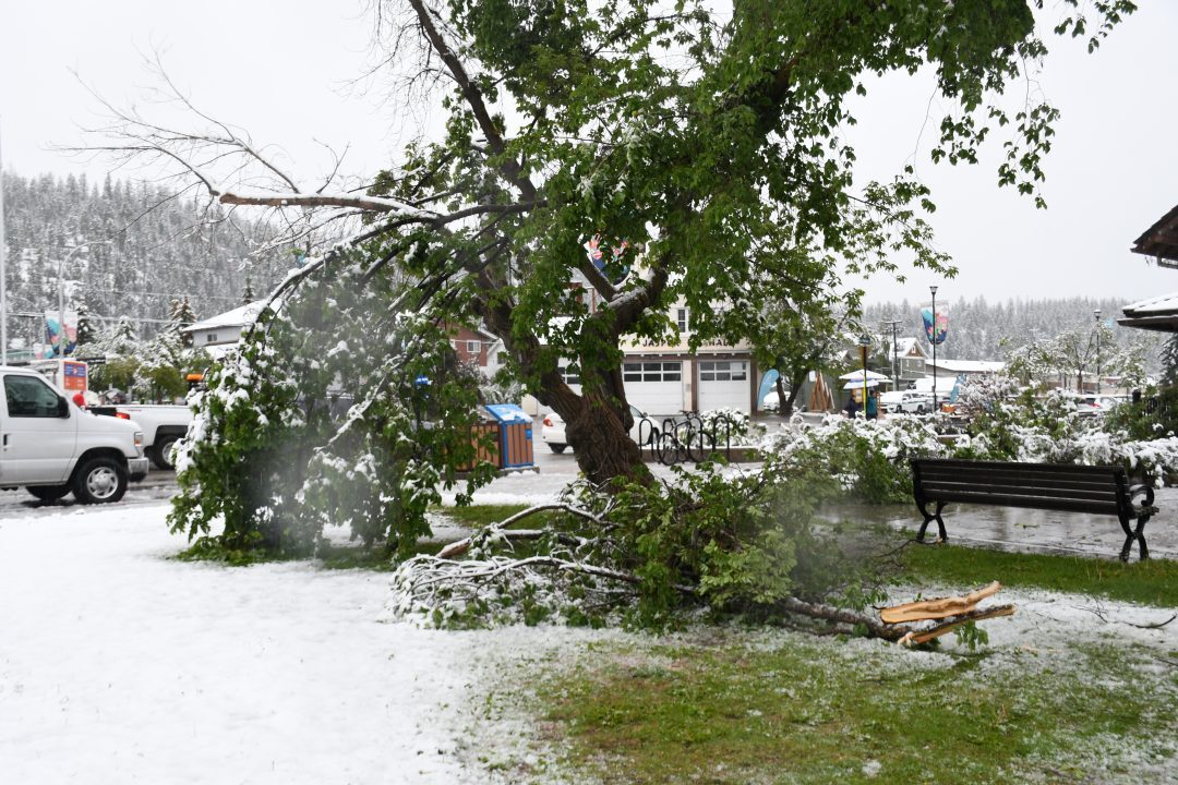 Wet, heavy snow causes tree branches to break near the Visitor Information Centre on June 19, 2023.