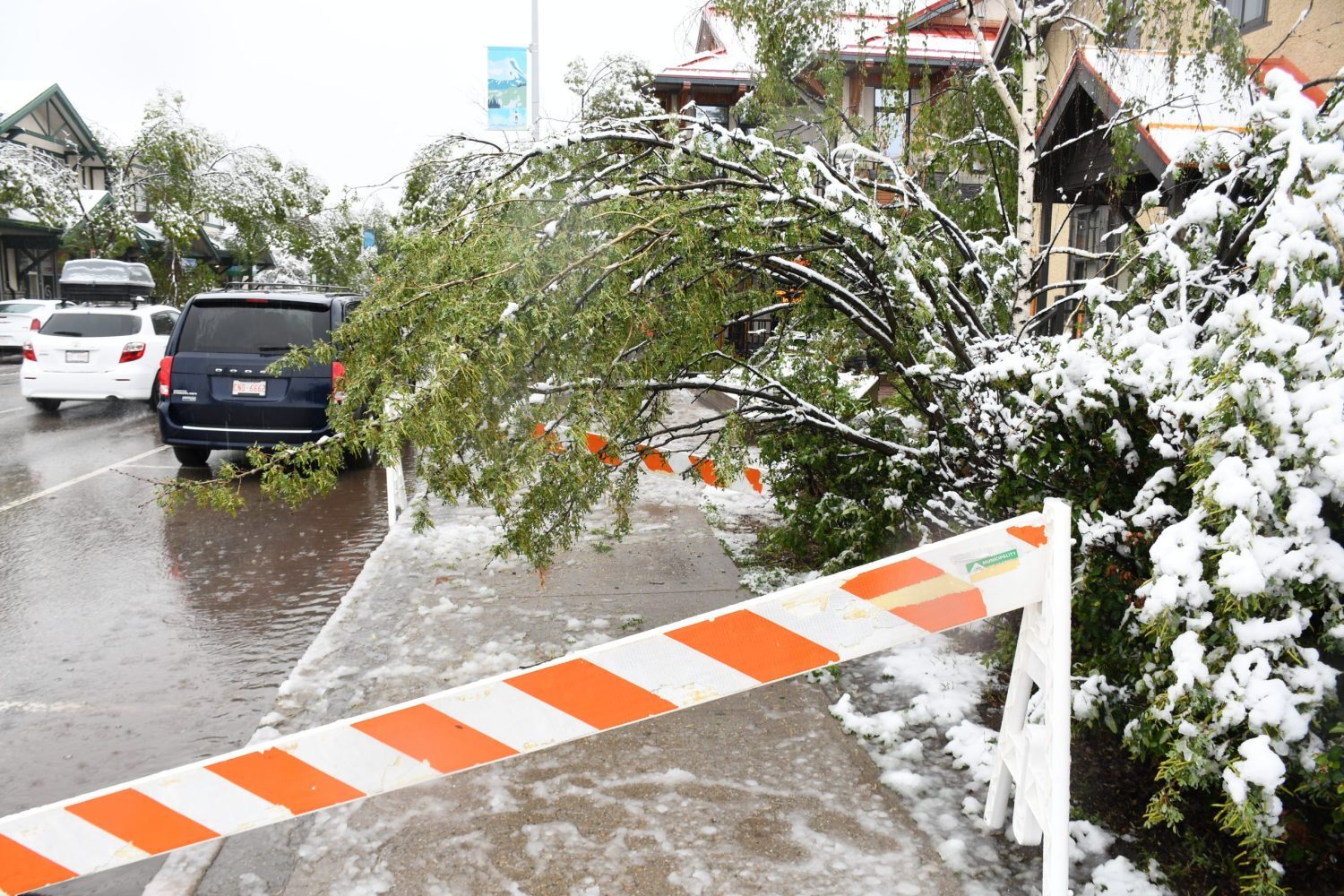 A sidewalk is blocked off due to a downed tree on Patricia Street on June 19, 2023.