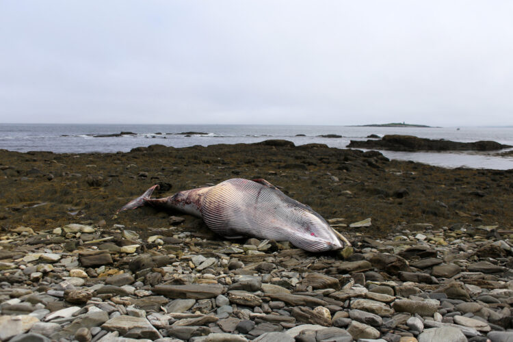 A dead minke whale lies on the rocky backshore of Peaks Island on Saturday.