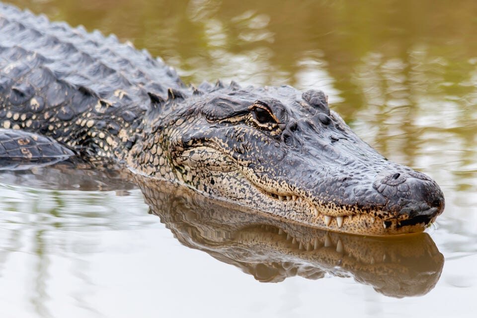 An American alligator swimming in a swamp.