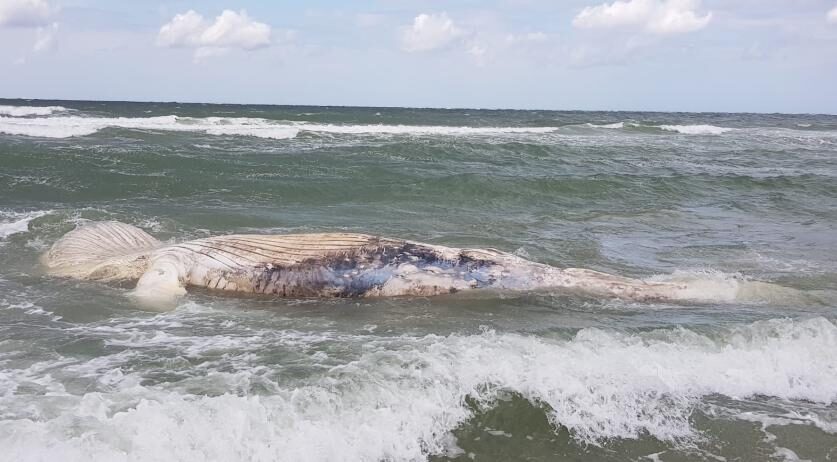 Dead humpback whale found on Nieuw-Haamstede beach, July 2023.