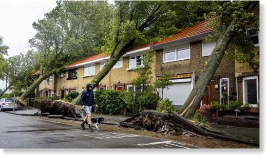 A man walks his dog by uprooted trees following