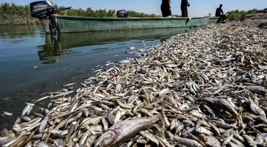 Fishermen stand in a boat as they inspect thousands of dead fish floating by the bank of the Amshan river, which draws its water from the Tigris, in Iraq's southeastern Maysan governorate.