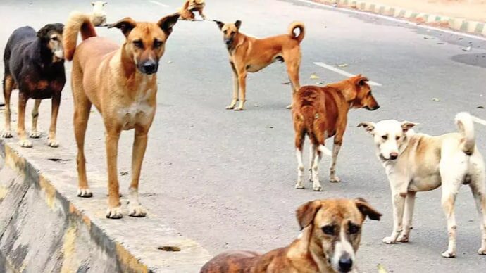 Child dies following stray dog attack in Gujarat's Morbi