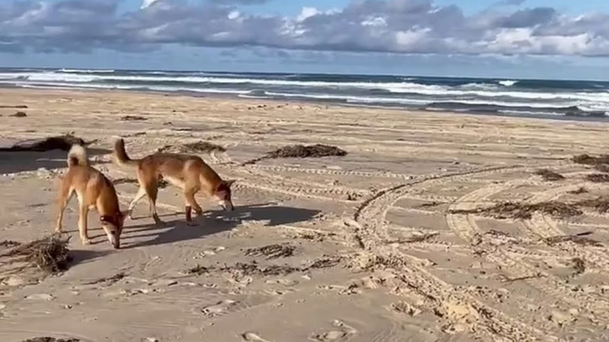 Dingoes on beaches in Australia are becoming less fearful of humans, authorities in Australia have warned (stock image)
