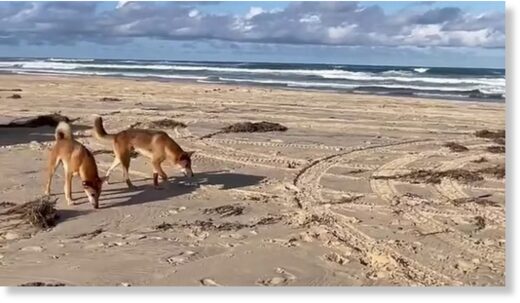 Dingoes on beaches in Australia are becoming less fearful of humans, authorities in Australia have warned (stock image)