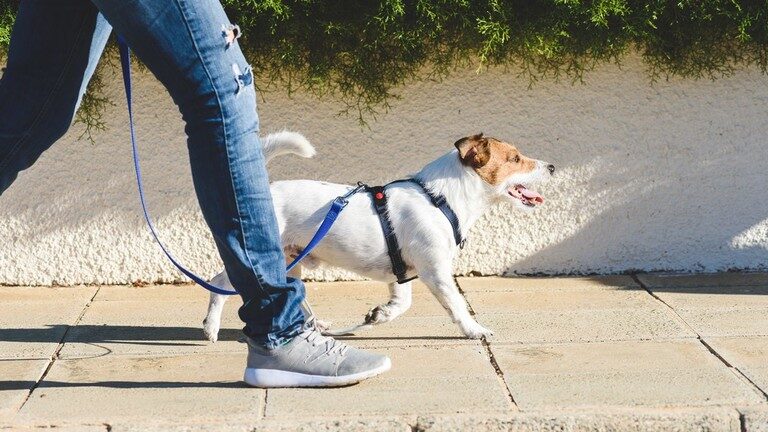dog walk good boy