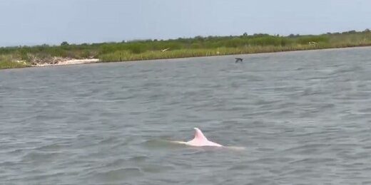 Clic para aumentar pink dolphin rare louisiana