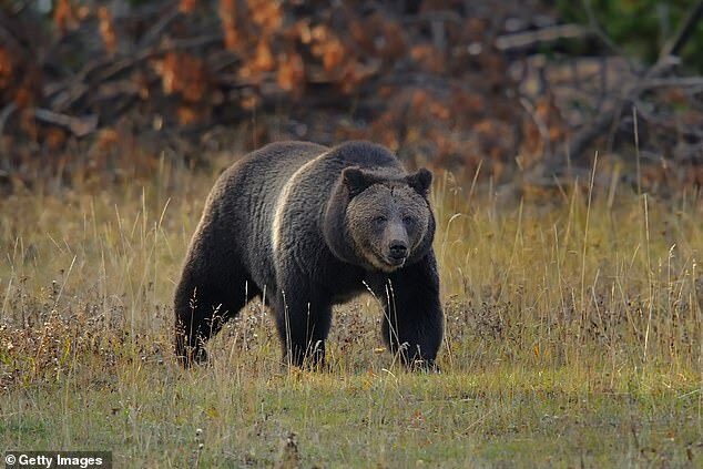 An unnamed woman was found dead in Montana on Saturday after coming into contact with a grizzly bear