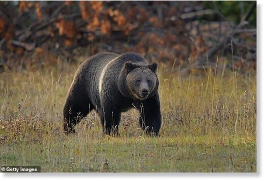 An unnamed woman was found dead in Montana on Saturday after coming into contact with a grizzly bear