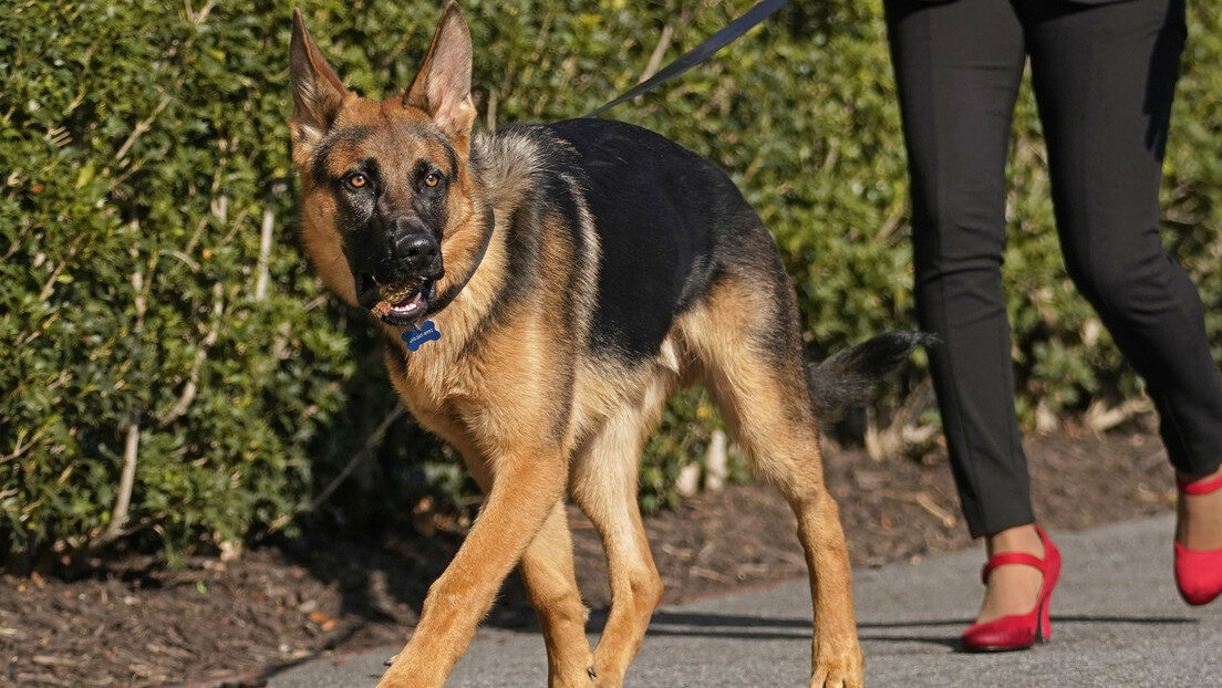 Dog perro