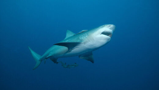 Tiburon shark
