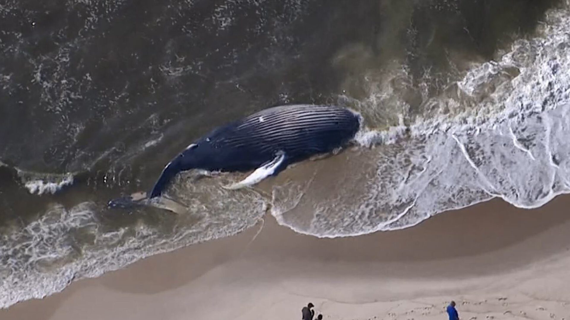 Chopper 12 was over the scene at Smith Point County Park’s outer beach where a dead humpback whale washed ashore early Friday.