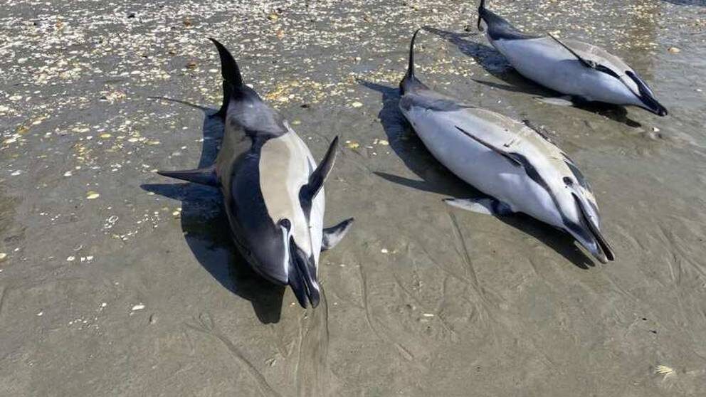 Six dolphins were found deceased on Ruakākā Beach near the refinery on Sunday morning.