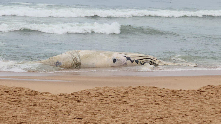 The dead juvenile whale at a beach in Umhlanga, Durban.