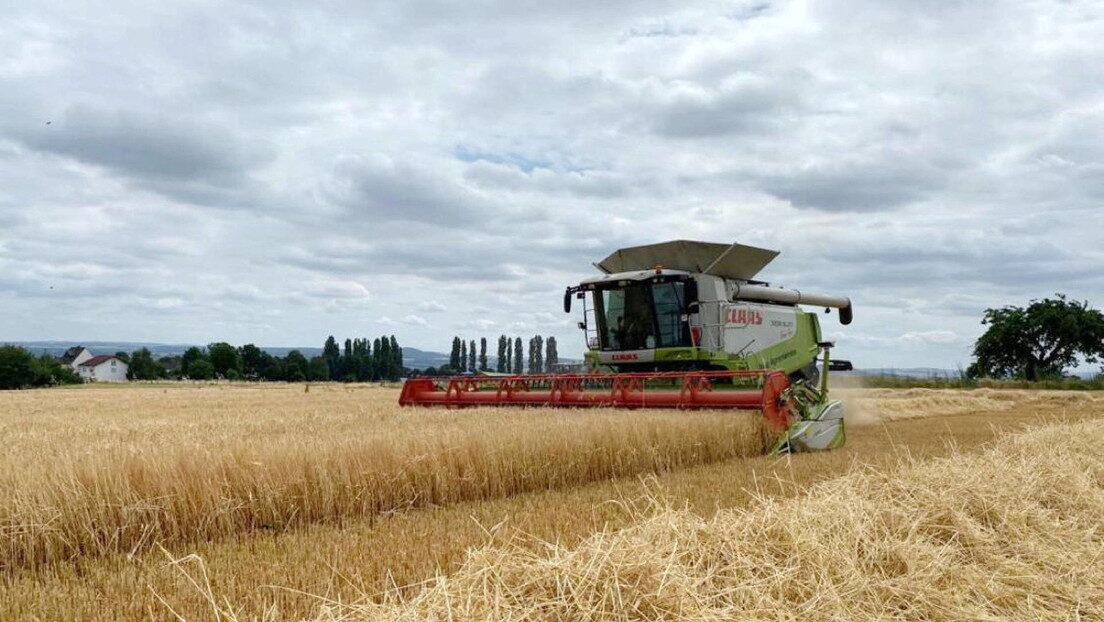 Granos grain