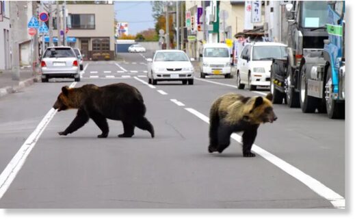 Two bears walk down the street in Shari town in Japan’s northern island of Hokkaido.