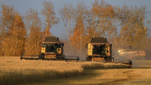 Trigo wheat